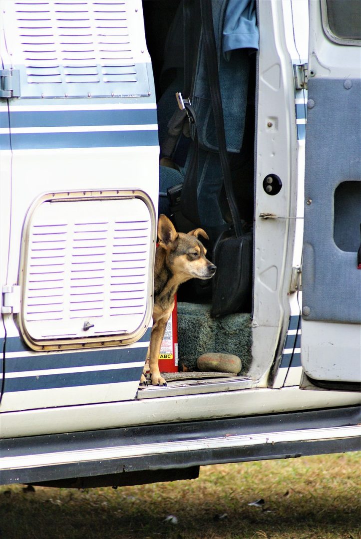 Traveling to Mexico with a Dog or Cat Where The Road Forks