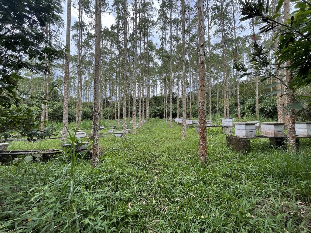 Bee hives at Tooro Botanical Gardens in Fort Portal