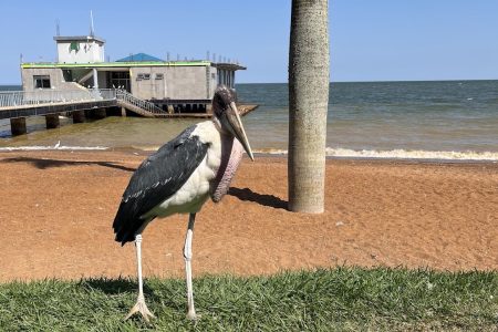 Things to Do in Entebbe, Uganda