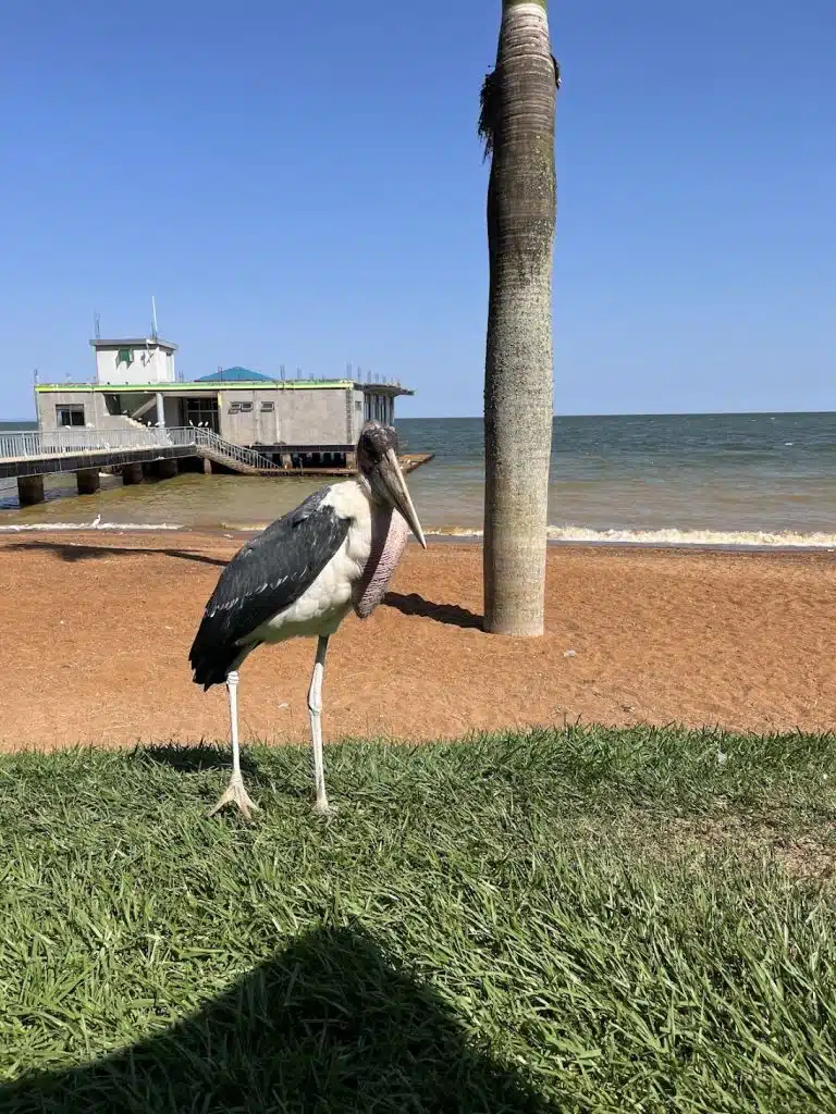 Stork on Lake Victoria